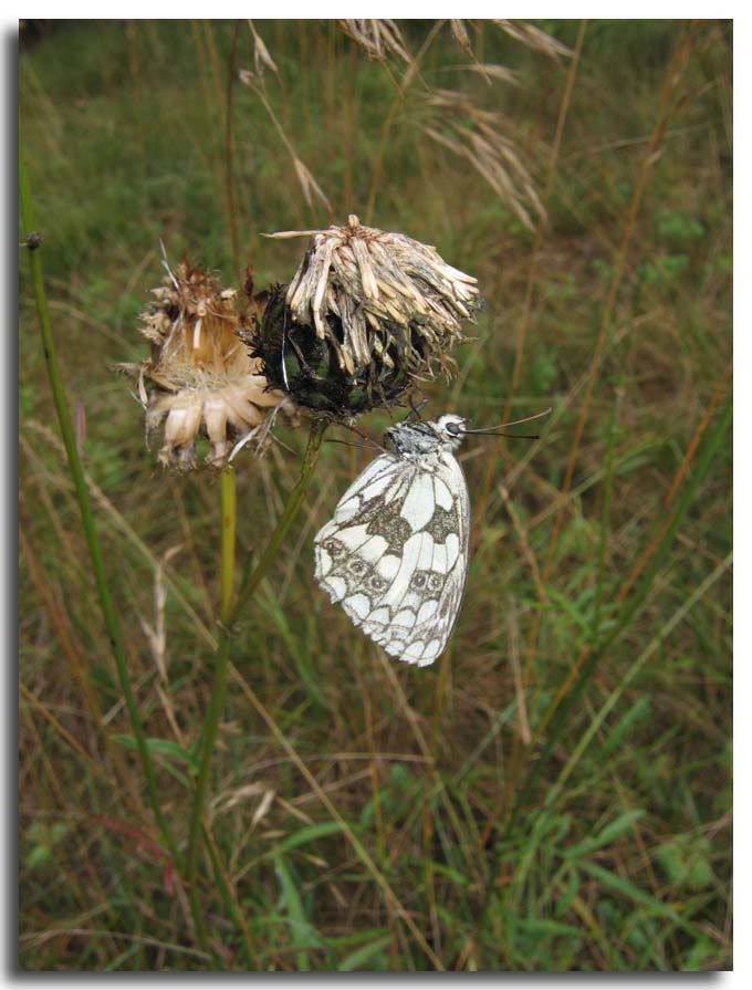 lepidotteri delle vacanze - Melanargia galathea